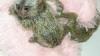 Hand Raised Pygmy Marmoset Monkey for Sale