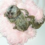 Hand Raised Pygmy Marmoset Monkey for Sale