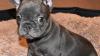 Blue French Bulldog Dog Puppies