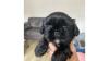 shih tzu pups for sale