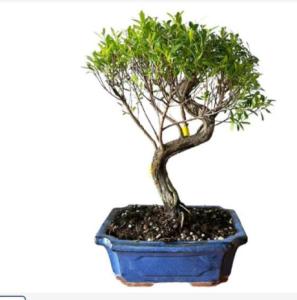 How to prune & wire a Chine Myrtle Bonsai?