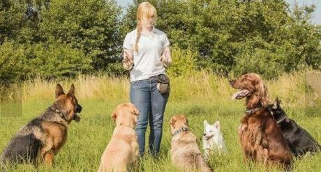 Train your dog in best way