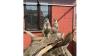 Pair of meerkats, Exotic Pets for Sale in Northampton, Northamptonshire