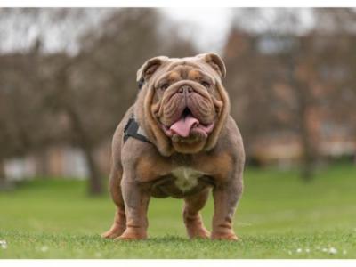 ready to leave english bulldog pups