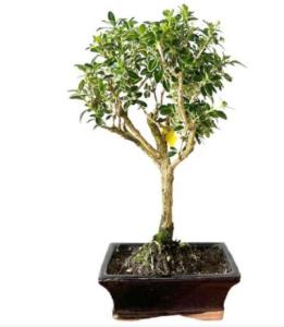 How to feed & fertilize a Variegated Serissa Bonsai?