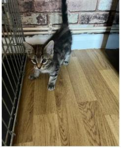 Beautiful female kitten ready now