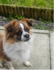 Ten month old Pekingese cross chihuahua puppy