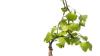 How to feed & fertilize a Ginkgo Bonsai?
