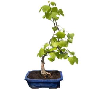 How to feed & fertilize a Ginkgo Bonsai?