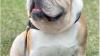 Chunky English bulldog for sale