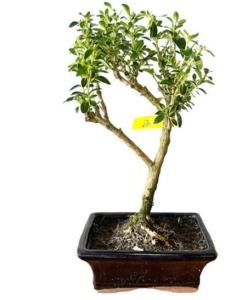 How to water a Variegated Serissa Bonsai?