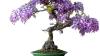 How to prune & wire a Wisteria Bonsai?