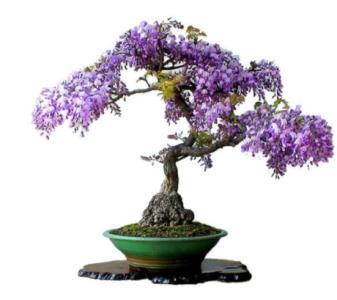 How to prune & wire a Wisteria Bonsai?