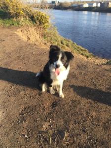 Dog boarding at home