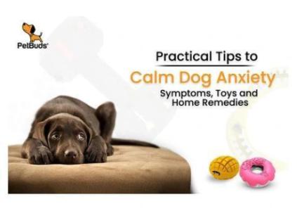 PetBuds Your Ultimate Online Pet Shop for Tough & Fun Dog Accessories!