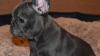 Blue French Bulldog Dog Puppies