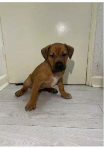 American xl bully puppy.