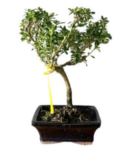 how to repot a Variegated Serissa Bonsai?