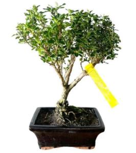 How to prune & wire a Variegated Serissa Bonsai?