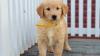Beautiful Golden Retriever Puppies