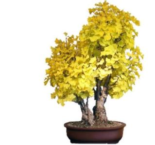 Where to place a Ginkgo Bonsai?