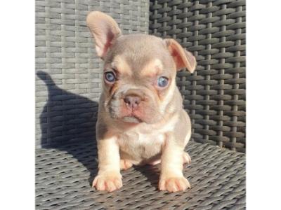 ready to leave quality french bulldog puppys