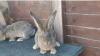 Giant Continual/New Zealand rabbits